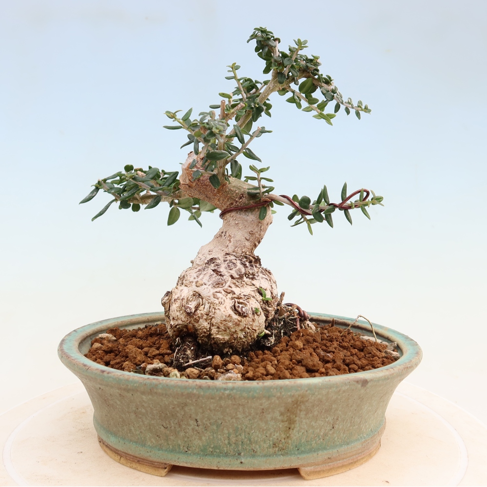 Bonsai do wnętrz - Olea europaea sylvestris