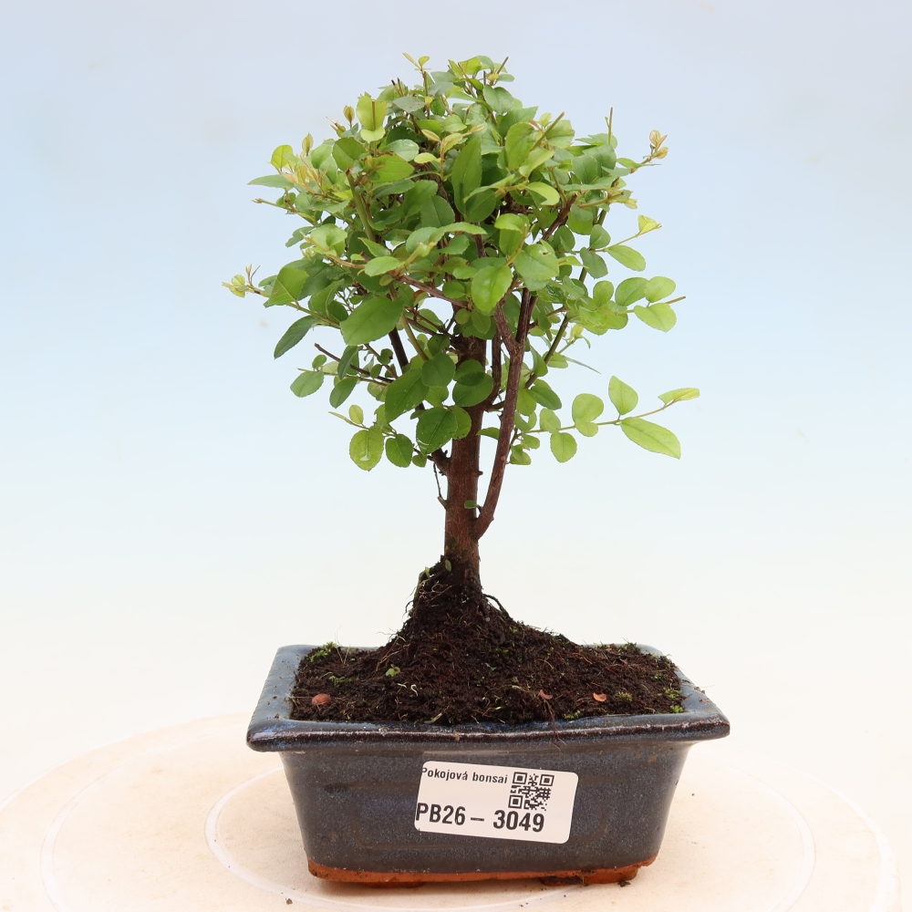 Bonsai pokojowe - Sageretia thea - Sageretia thea