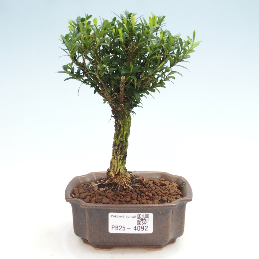 Pokój bonsai - Buxus harlandii - buxus korkowy