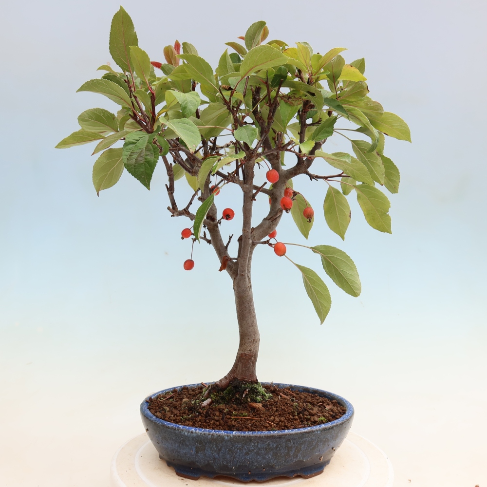 Outdoor bonsai - Malus domestica - Jabłoń czerwonolistna o małych owocach