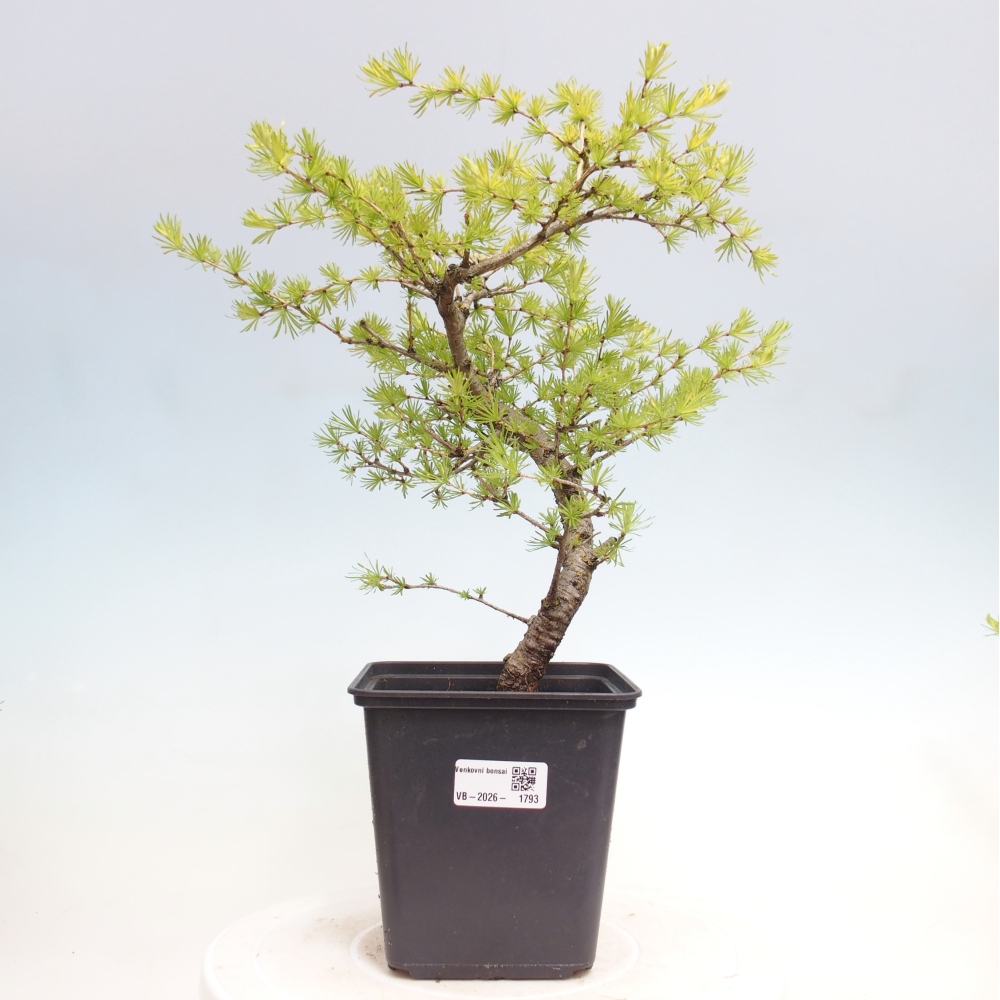 Bonsai zewnętrzne - Larix decidua - Modrzew