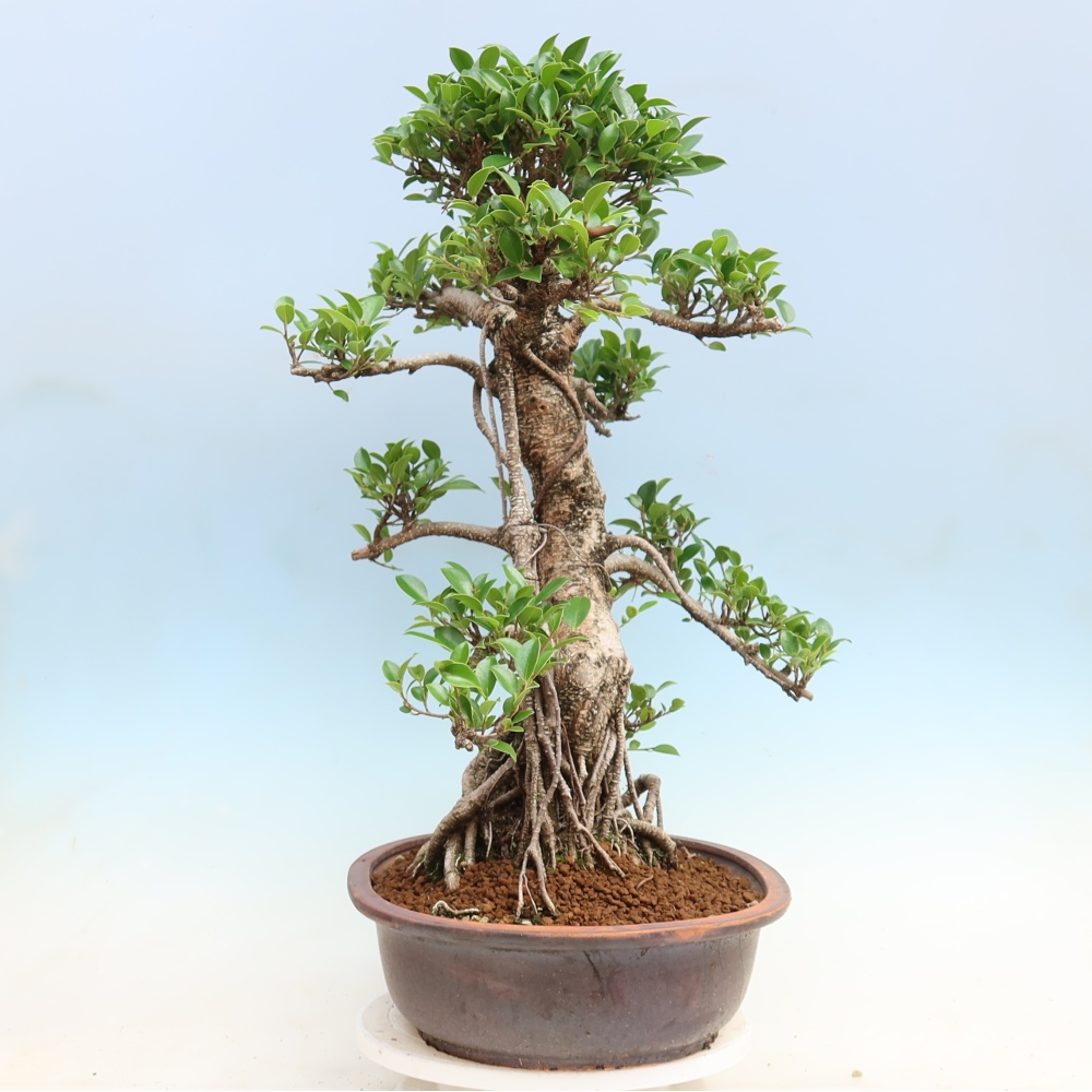 Pokój bonsai - Ficus kimmen - figowiec drobnolistny