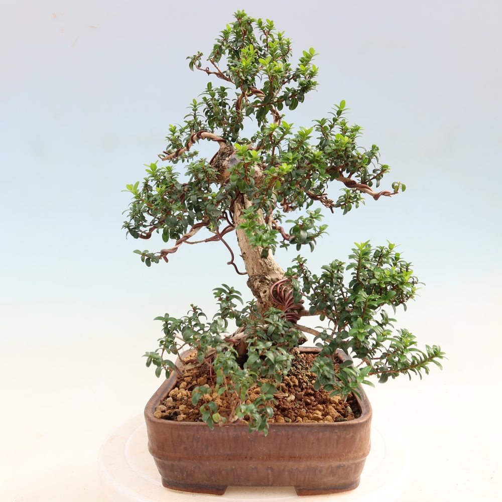 Bonsai pokojowe – Myrtus communis – mirt pospolity