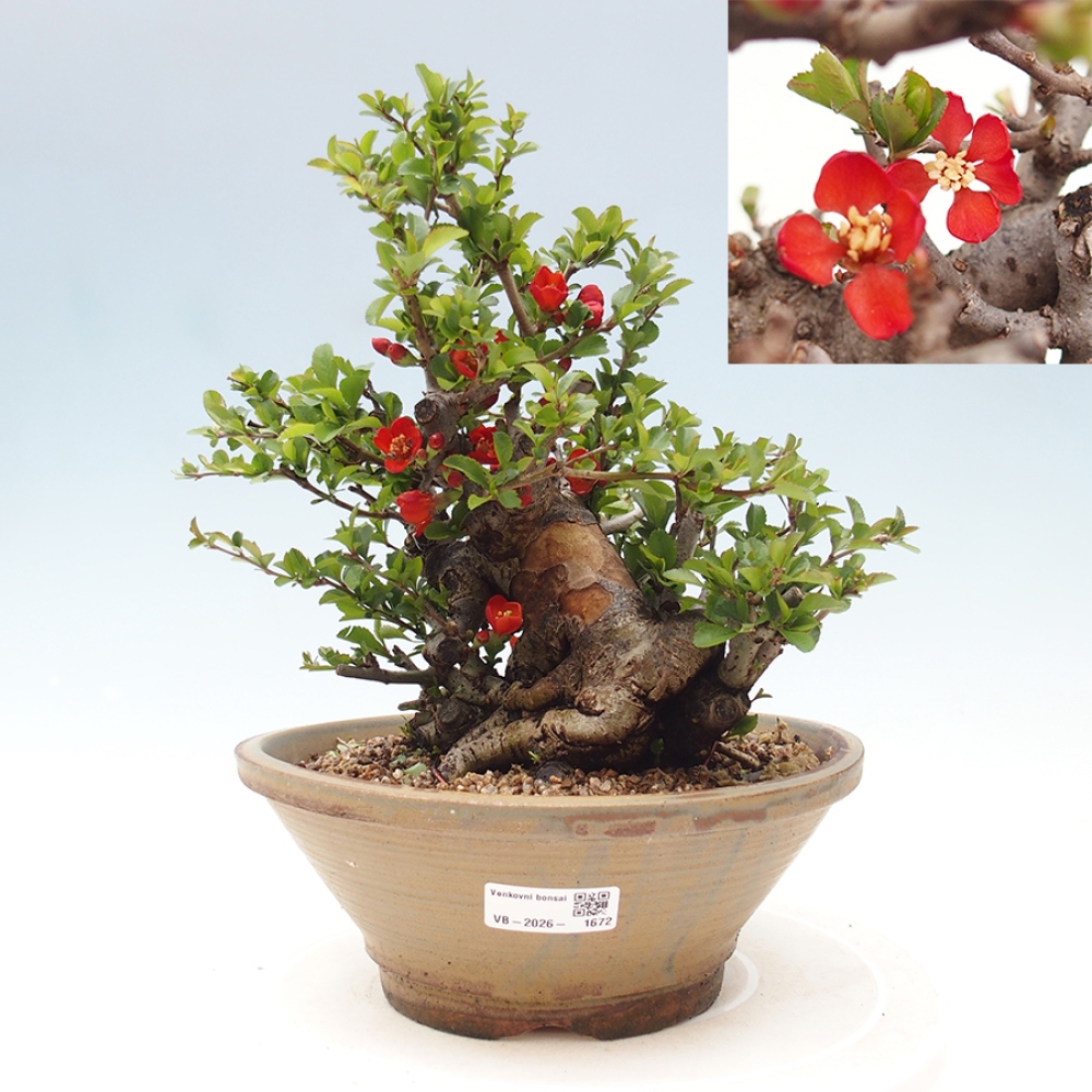 Bonsai zewnętrzne - Chaneomeles speciosa - Pigwa