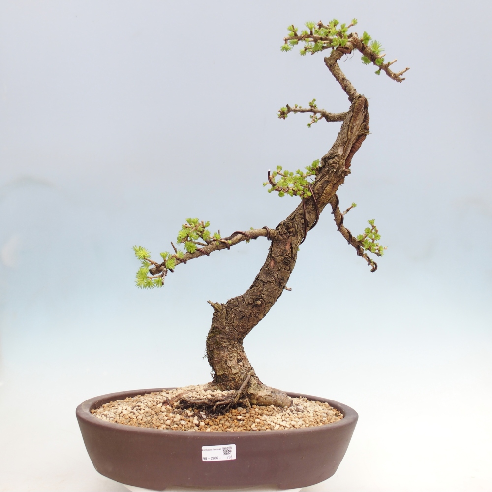 Outdoor bonsai -Larix decidua - Modrzew - Tylko transport paletowy
