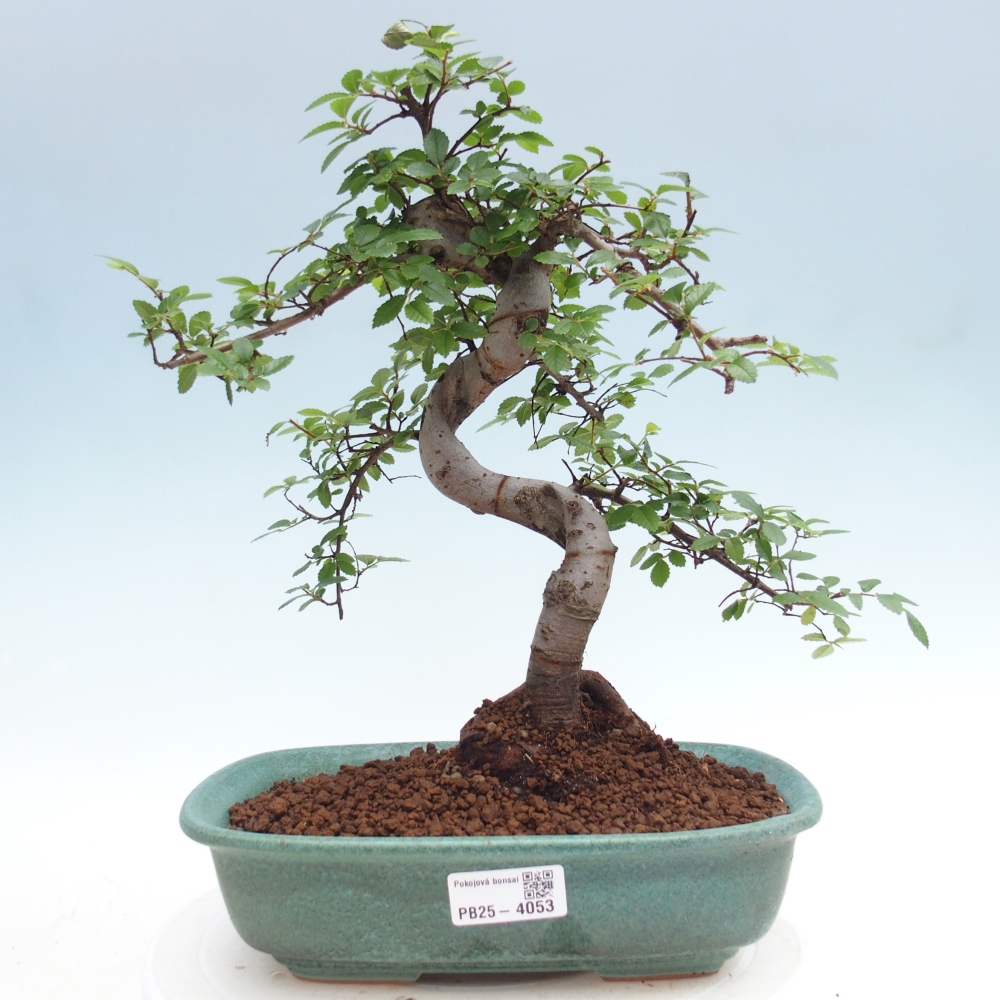 Pokój bonsai - Ulmus parvifolia - Wiąz drobnolistny