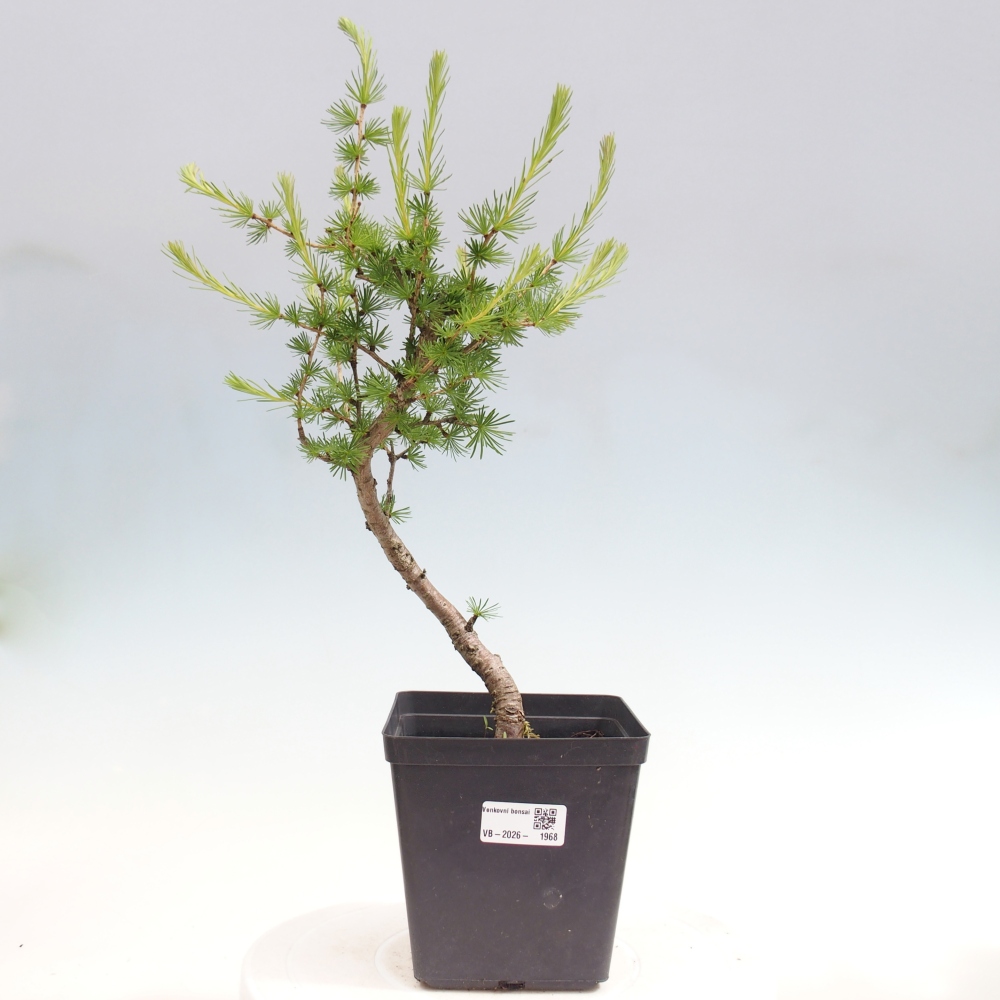 Bonsai zewnętrzne - Larix decidua - Modrzew