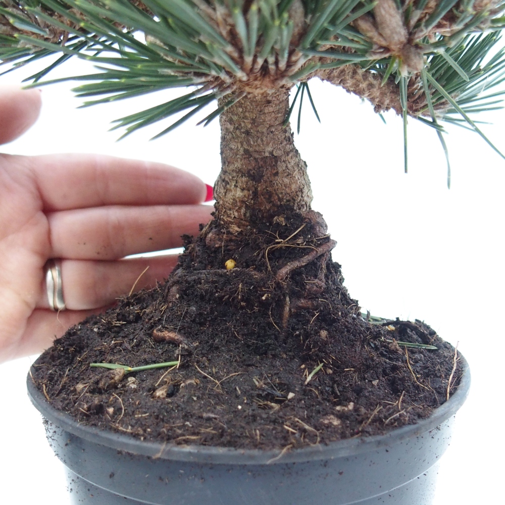 Outdoor bonsai - Pinus thunbergii senjyumaru - Sosna Thunberga
