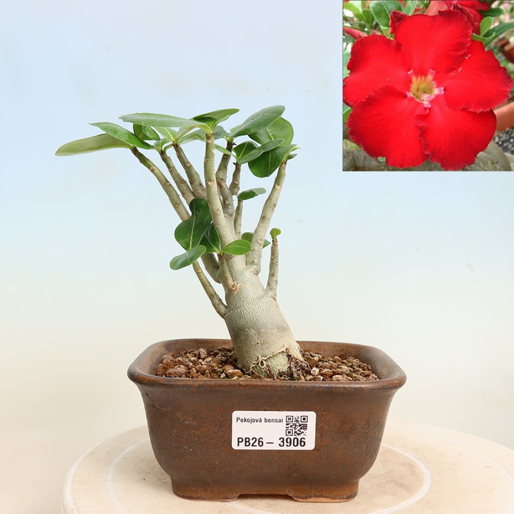 Bonsai pokojowe – Adenium obesum Red Star – Róża pustynna