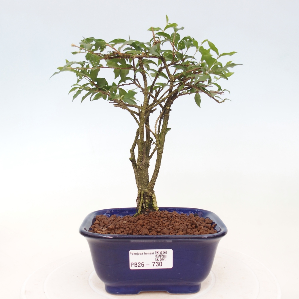 Bonsai pokojowe - Malpighia coccigera - Wiśnia Barbdorska