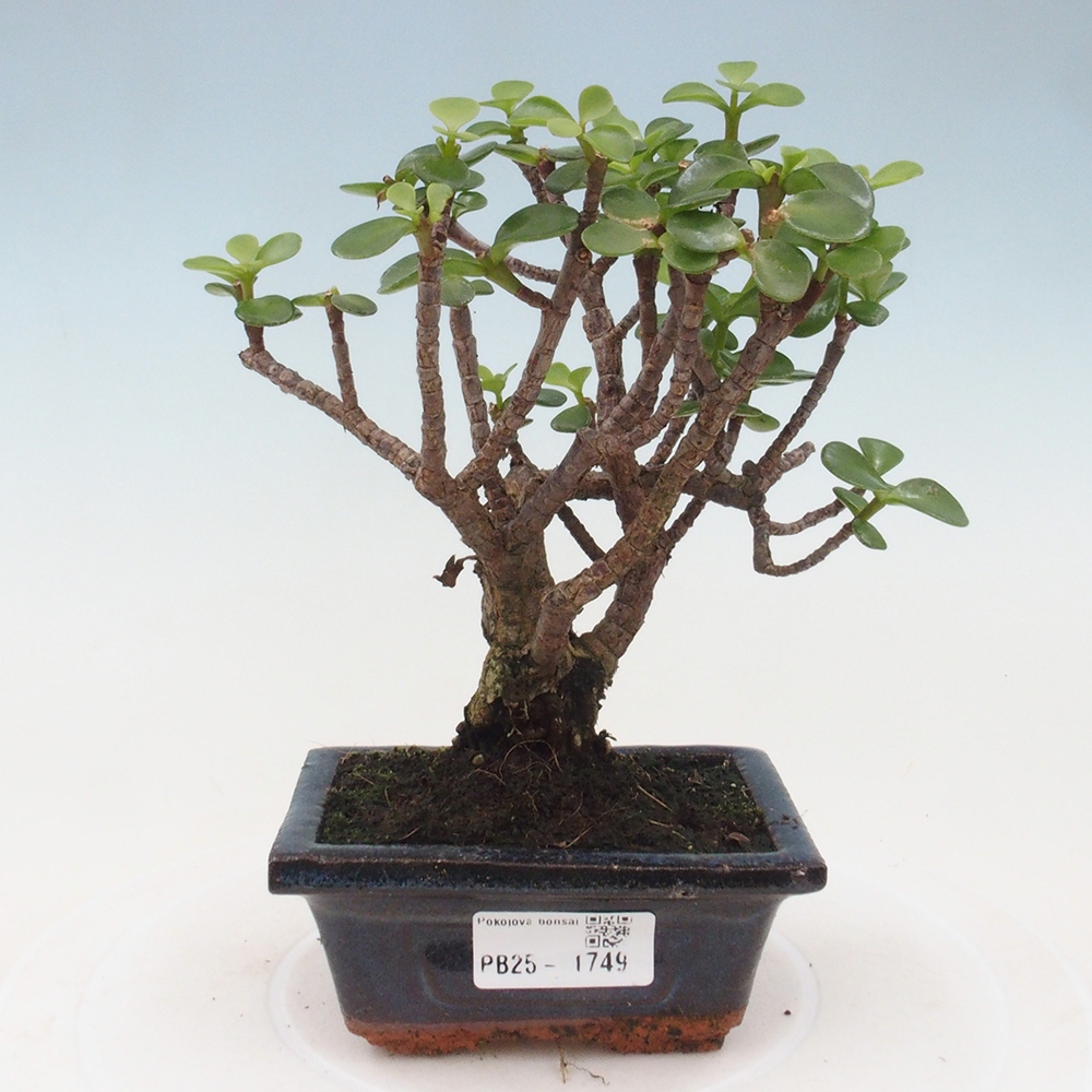 Kryte bonsai - Portulakaria Afra - Tlustice