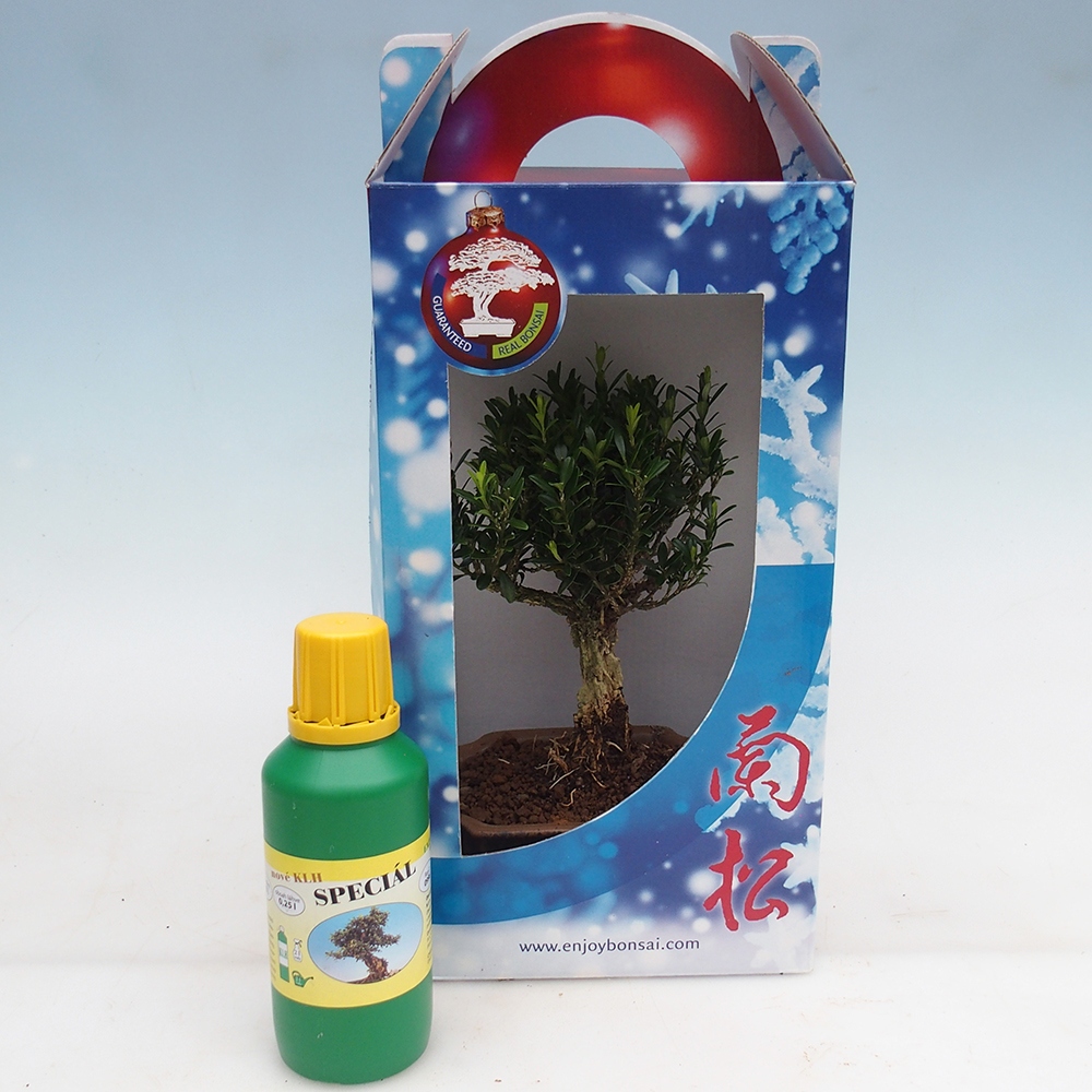 Bonsai pokojowe w pudełku upominkowym Buxus harlandii - buxus korkowy
