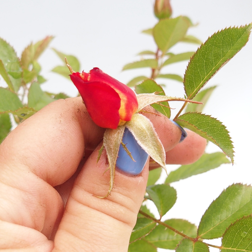 Bonsai na zewnątrz - Rosa Kordes - róża 