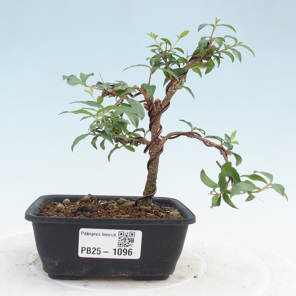 Bonsai pokojowe - Malpighia coccigera - Wiśnia Barbdorska