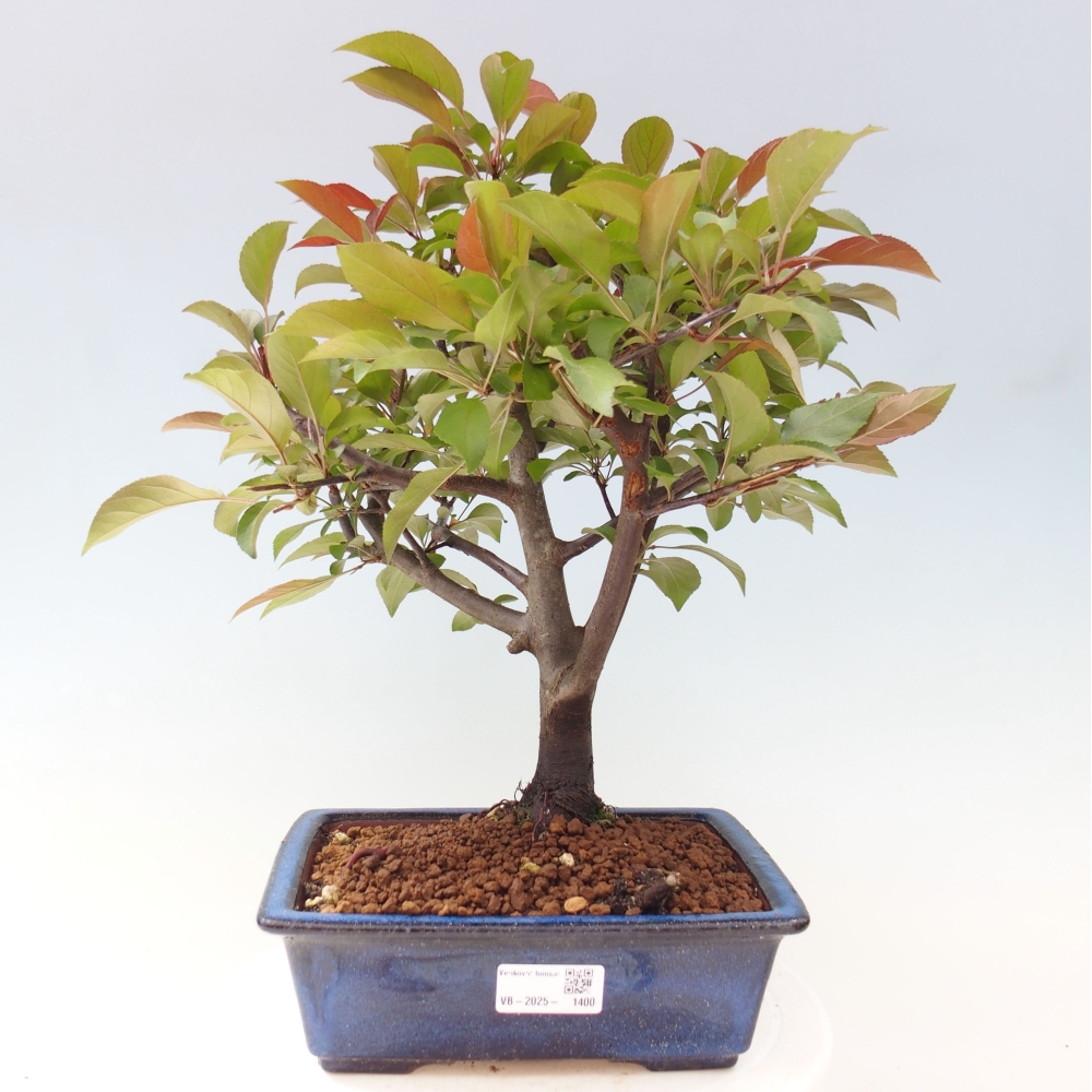 Bonsai zewnętrzne - Malus domowy - Jabłoń czerwonolistna o drobnych owocach