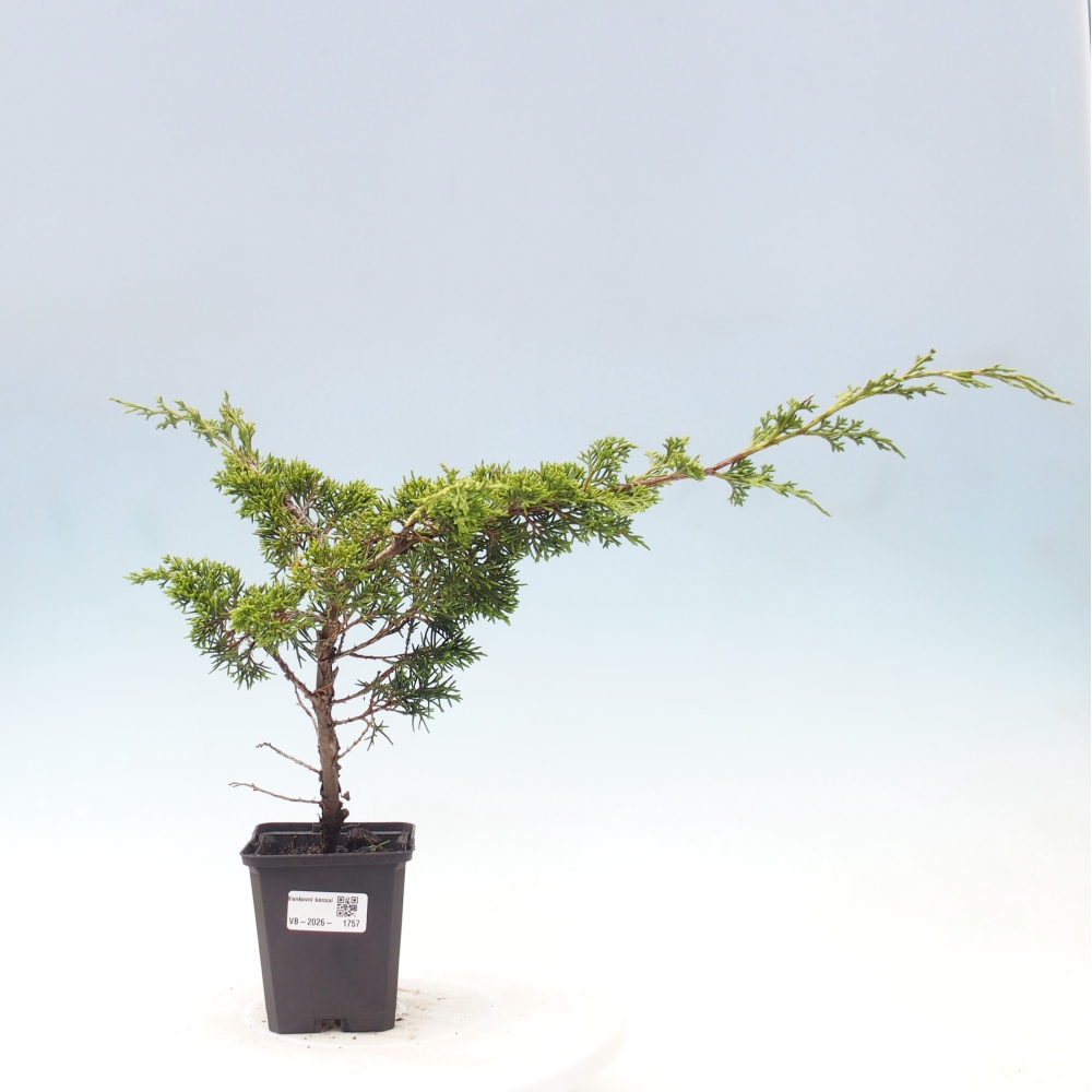 Outdoor bonsai - Juniperus chinensis Itoigawa