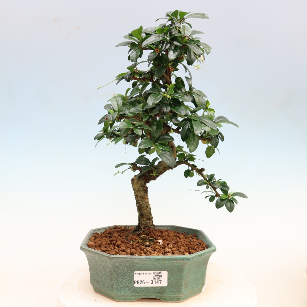 Bonsai pokojowe - Carmona macrophylla - Tea fuki