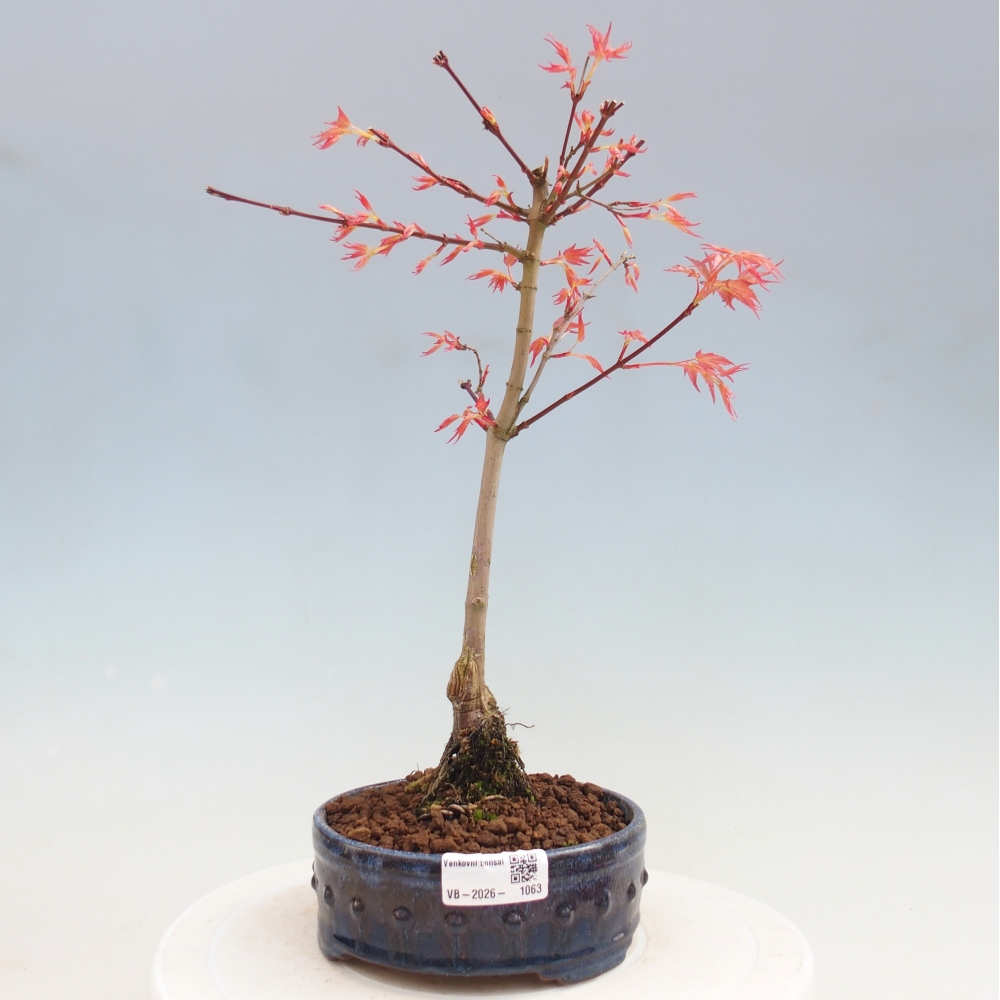 Klon pospolity - Acer palmatum Beni Tsukasa