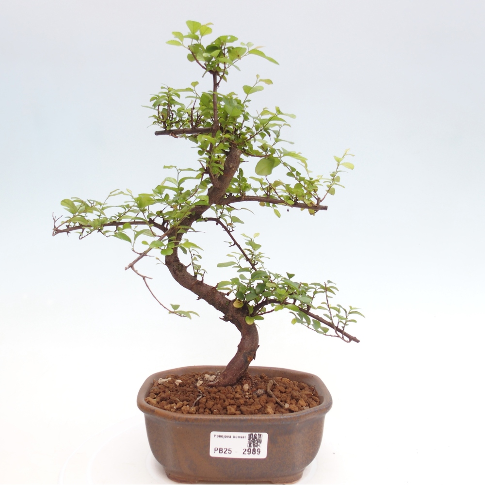 Bonsai wewnętrzne - Sagerécie thea - Sagerécie thea