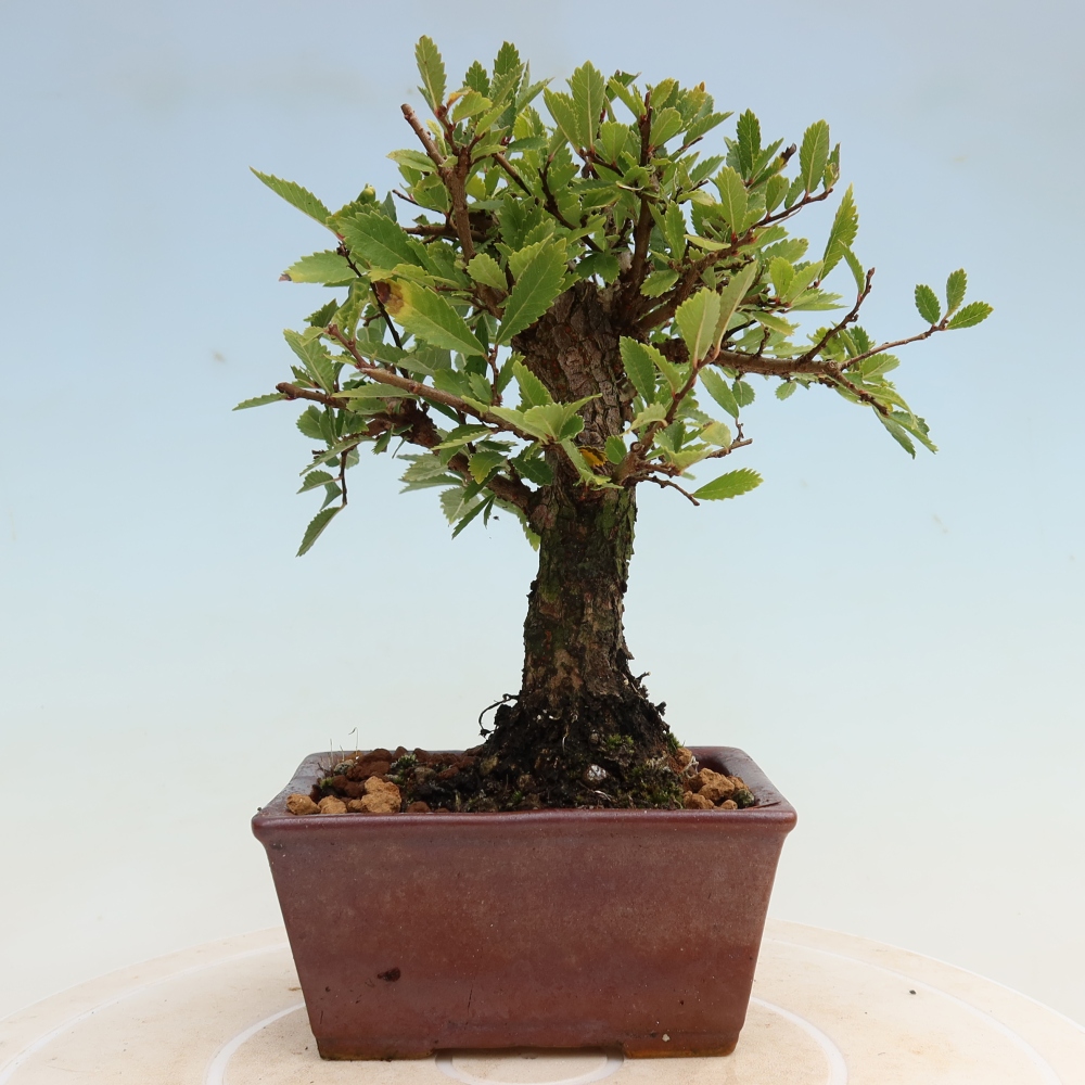 Bonsai zewnętrzne - Zelkova - Zelkova NIRE