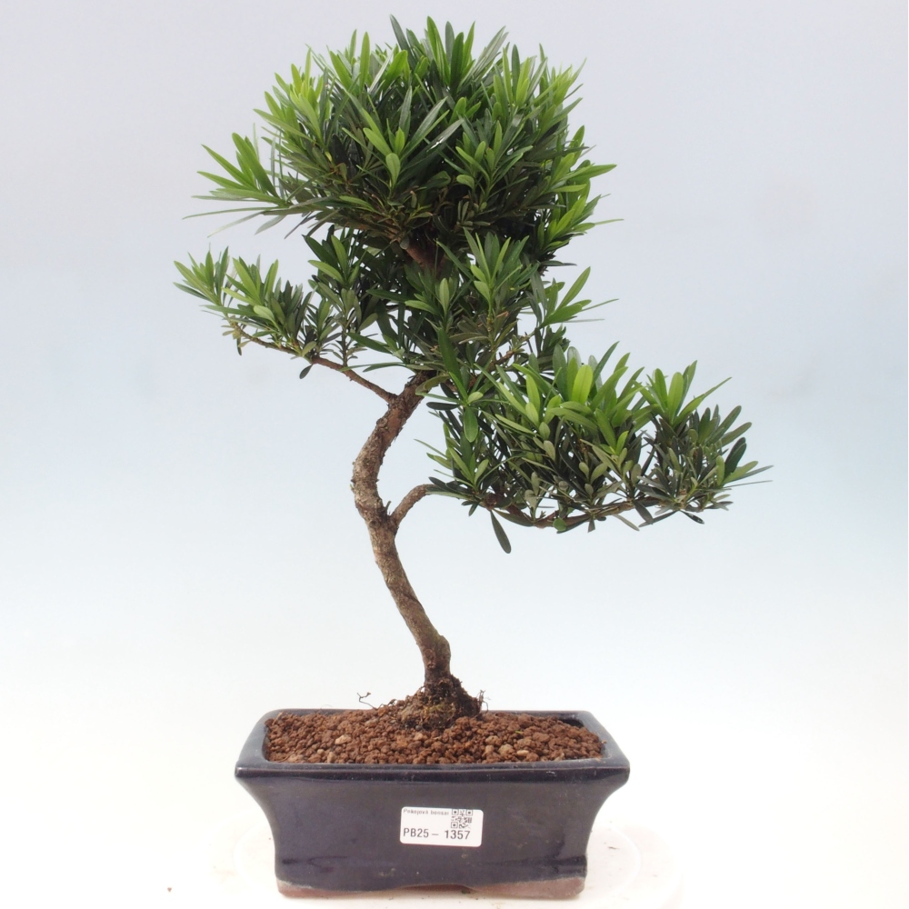 Kryty bonsai - Podocarpus - Kamienny tys