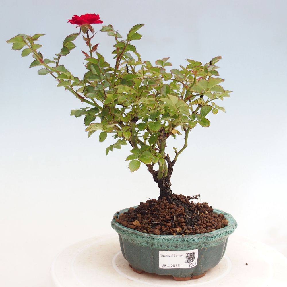 Bonsai na zewnątrz - Rosa Kordes - róża 