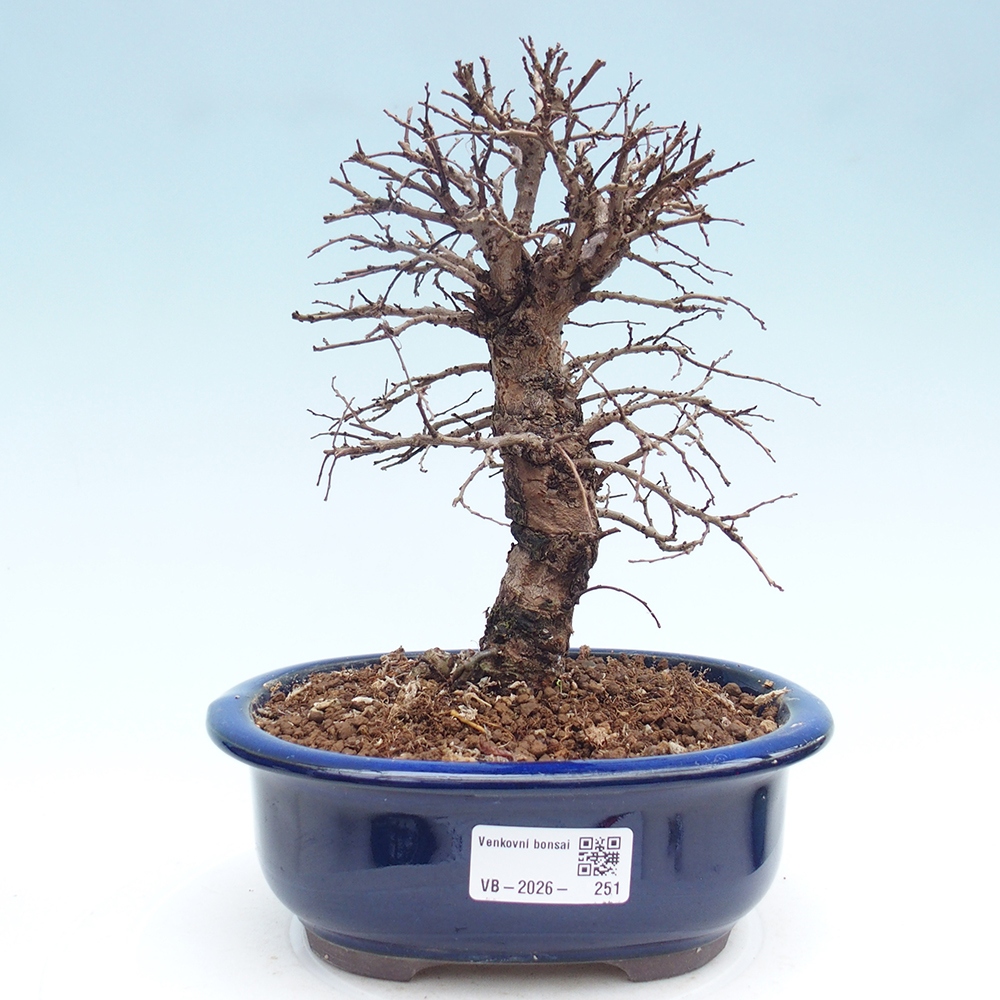 Bonsai zewnętrzne - Zelkova - Zelkova NIRE