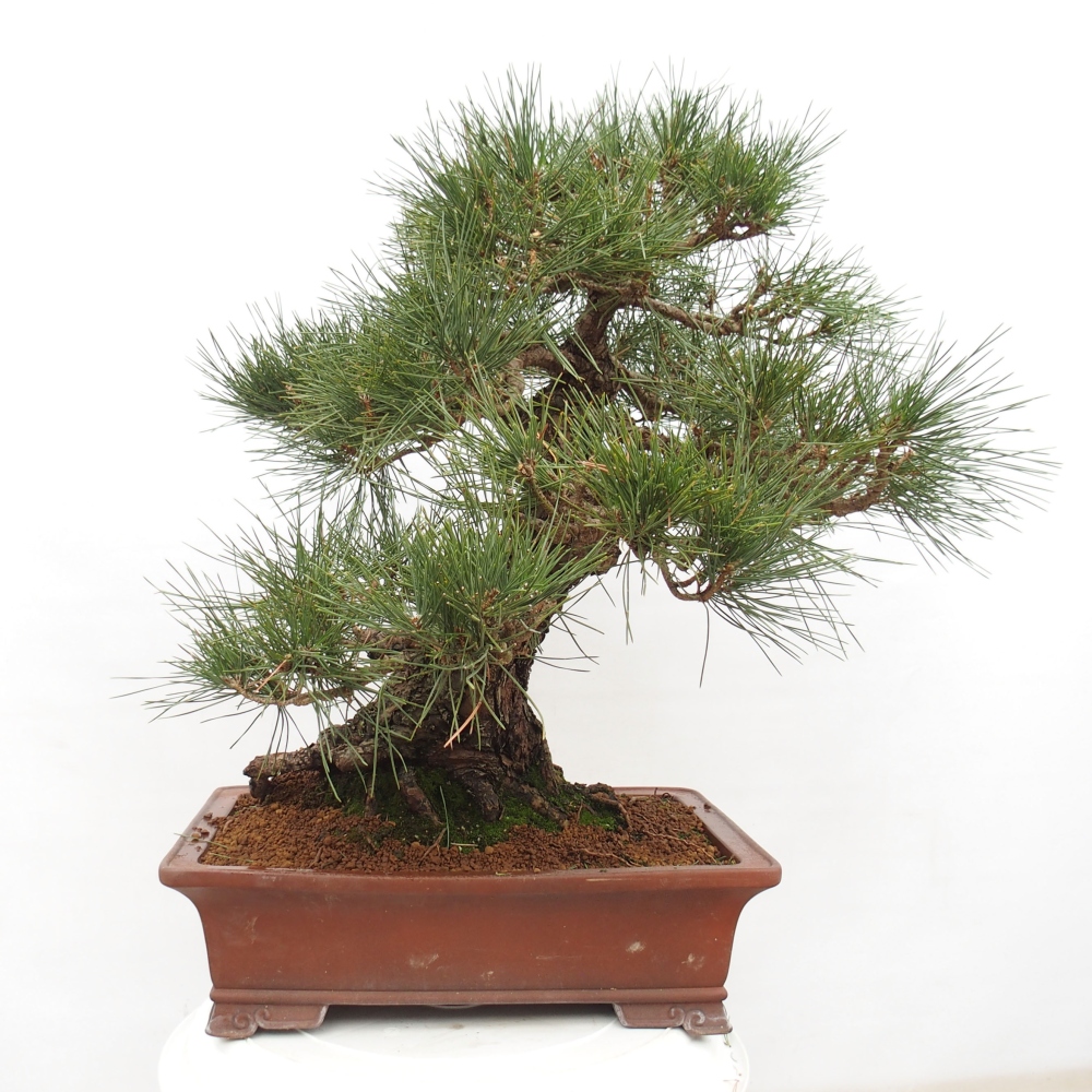Bonsai ogrodowe - Pinus thunbergii - Sosna Thunberg