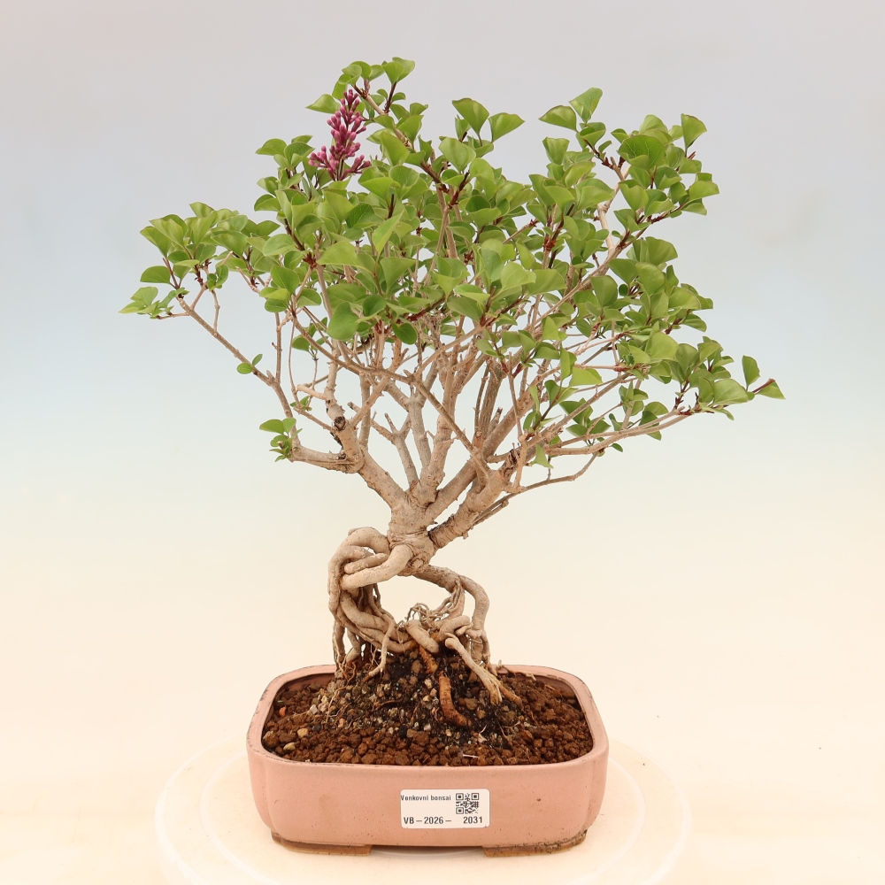 Outdoor bonsai - Syringa microphylla - liliowiec drobnokwiatowy