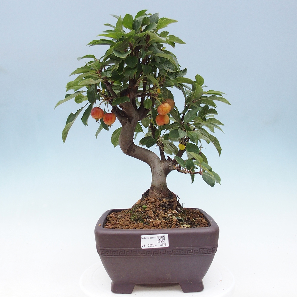 Bonsai plenerowe - Malus Halliana - Jabłoń drobnoowocowa