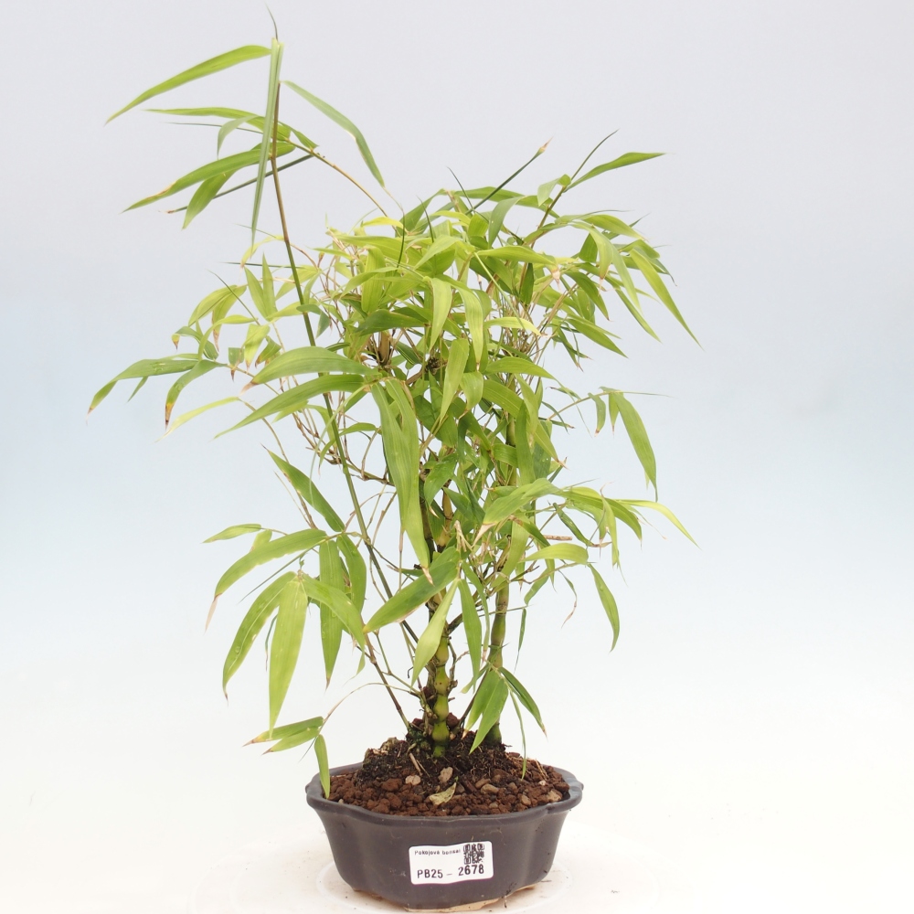 Bonsai wewnętrzne - Bambusowy Budda - Brzuch Bambusowego Buddy