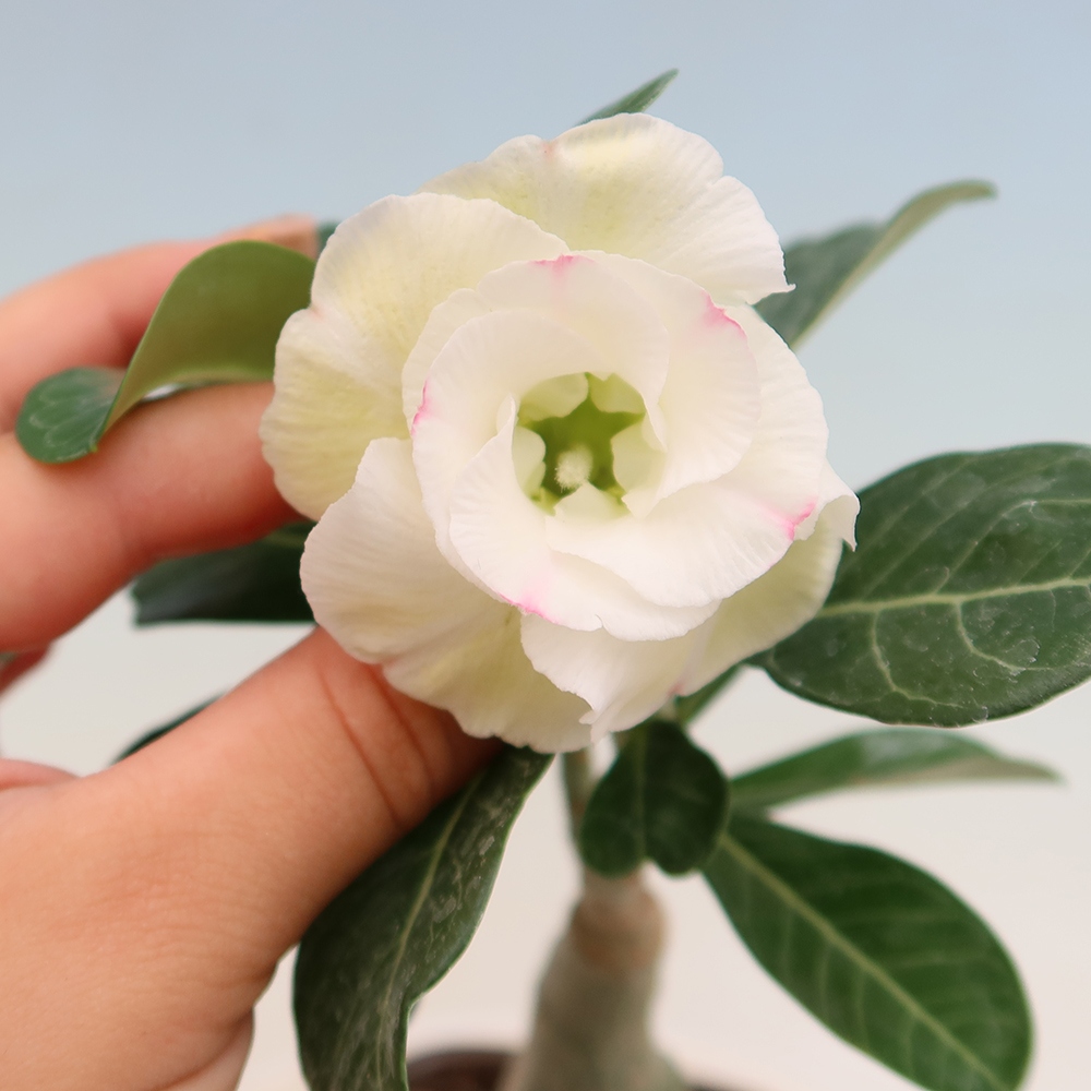 Bonsai pokojowe – Adenium obesum szczepione V.F.S.407 – Róża pustynna