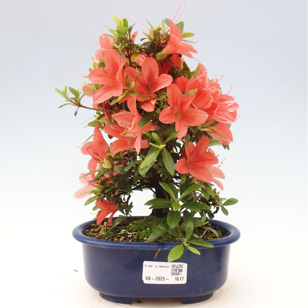 Bonsai ogrodowe - azalia japońska - Azalea Nikko