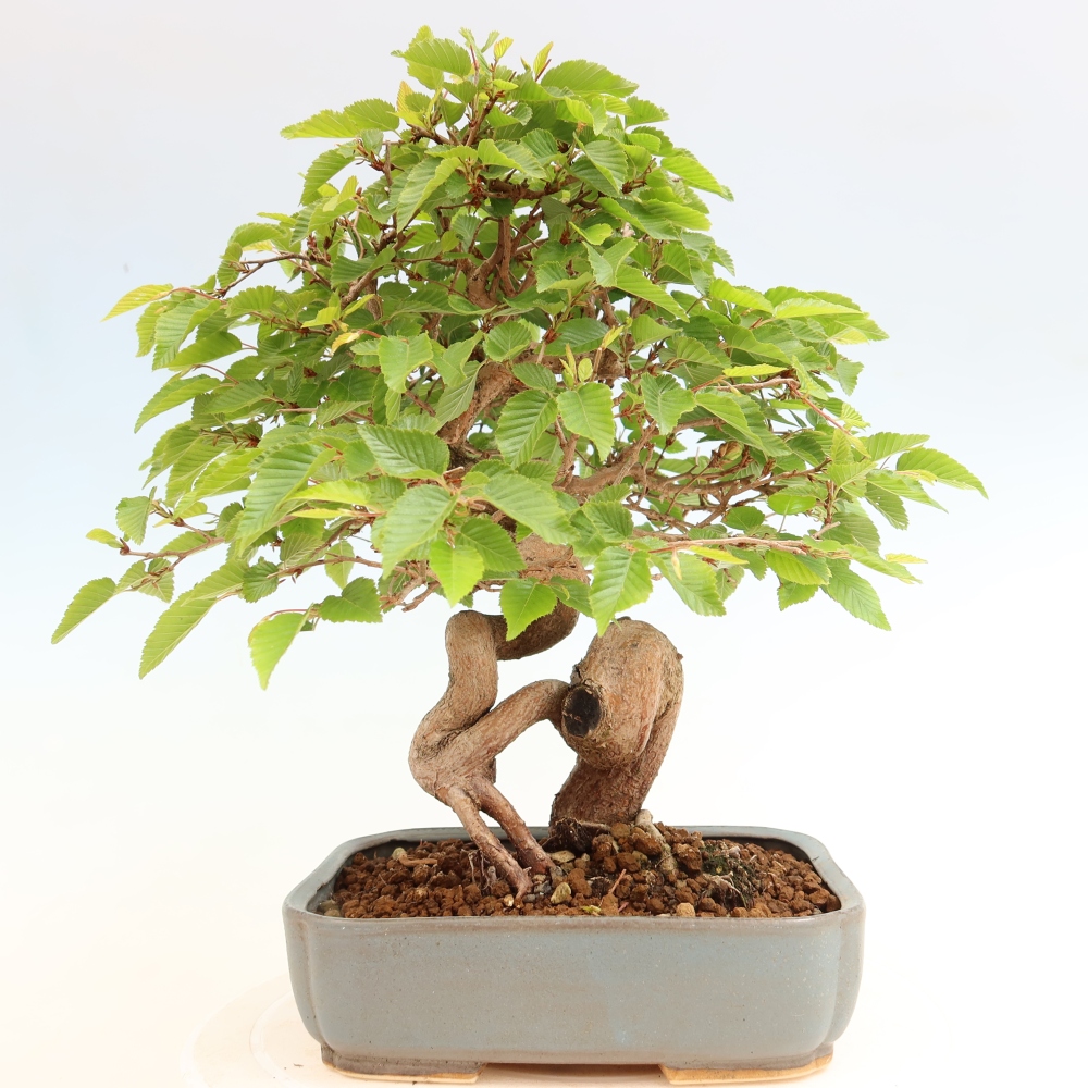 Outdoor bonsai - Carpinus coreana - grab koreański