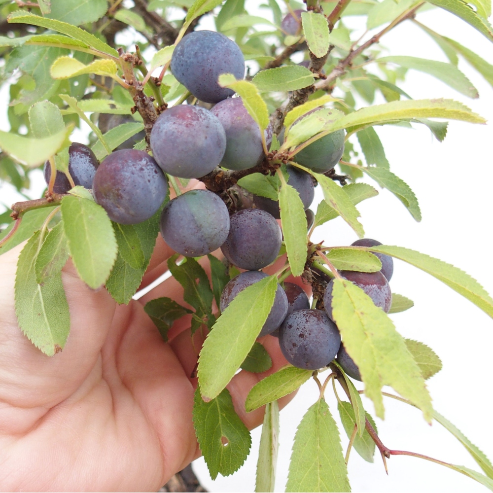 Outdoor bonsai - Prunus spinosa - tarnina