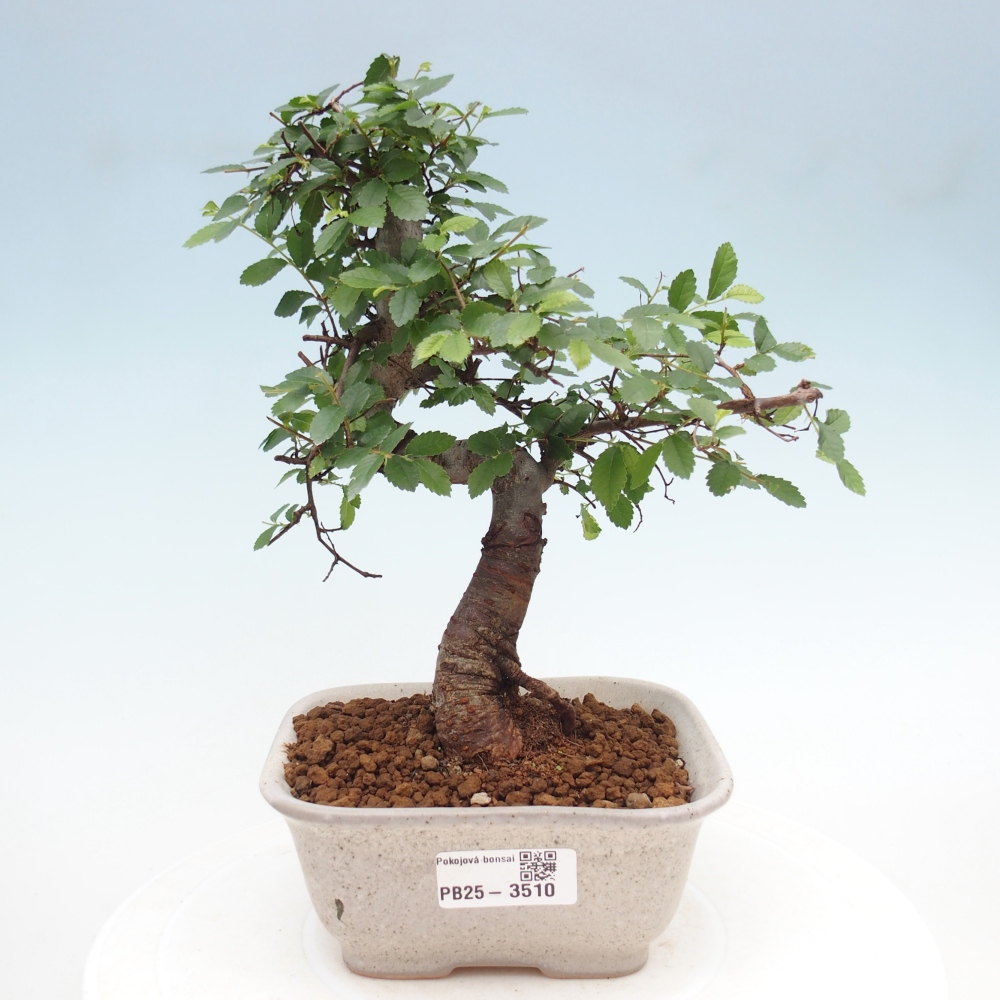 Pokój bonsai - Ulmus parvifolia - Wiąz drobnolistny