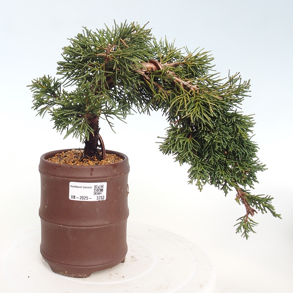 Outdoor bonsai - Juniperus chinensis Kishu