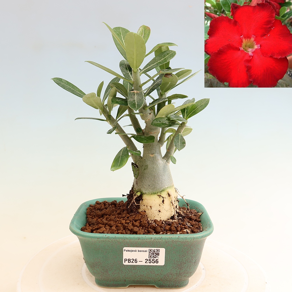 Bonsai pokojowe – Adenium obesum Red Star – Róża pustynna