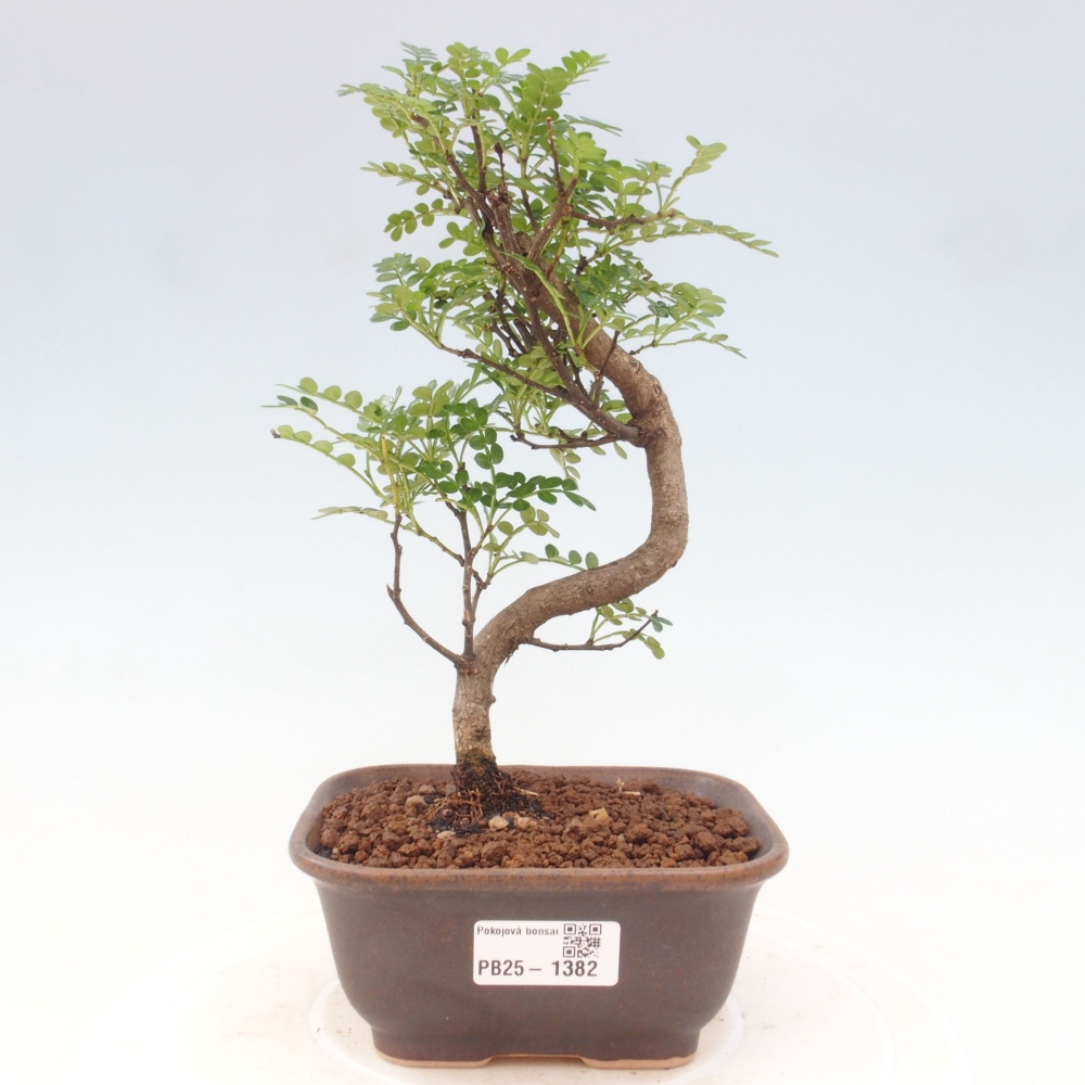 Kryty bonsai - Zantoxylum piperitum - Mięta pieprzowa