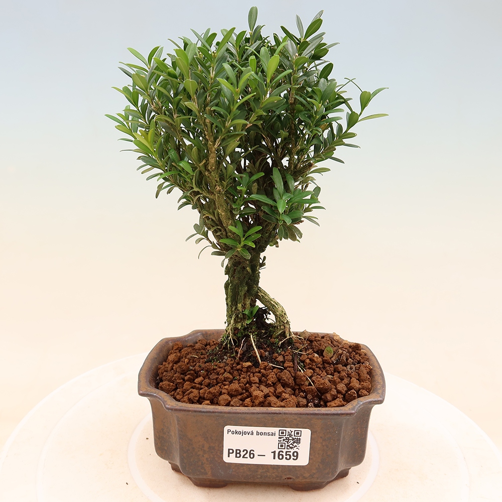 Pokój bonsai - Buxus harlandii - buxus korkowy