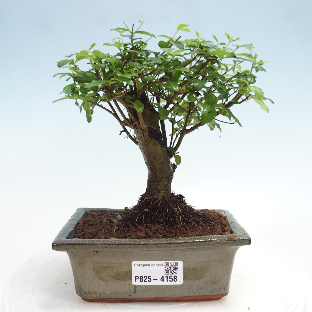 Pokój bonsai - Ligustrum chinensis - Dziób ptaka
