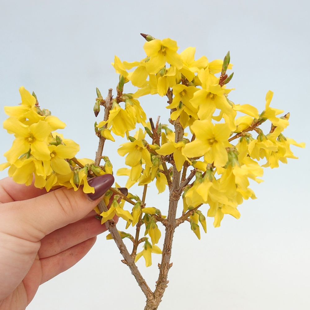 Bonsai plenerowe - Forsythia - Forsythia intermedia 