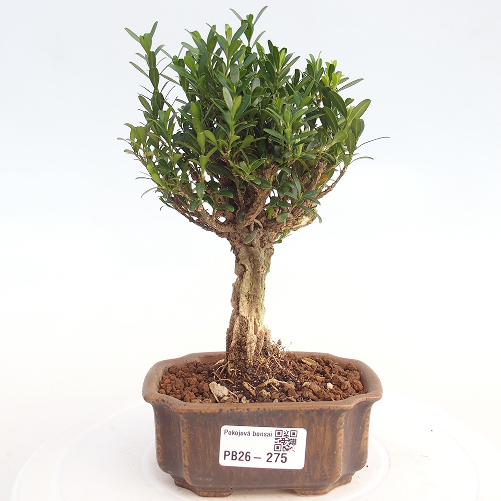 Pokój bonsai - Buxus harlandii - buxus korkowy