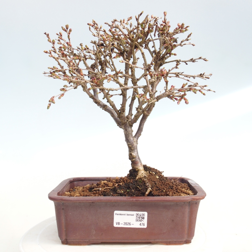 Outdoor bonsai - Prunus incisa Kojou-no mai-Plivon wycięty