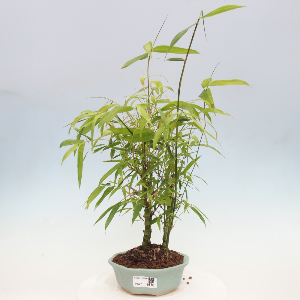 Bonsai wewnętrzne - Bambusowy Budda - Brzuch Bambusowego Buddy