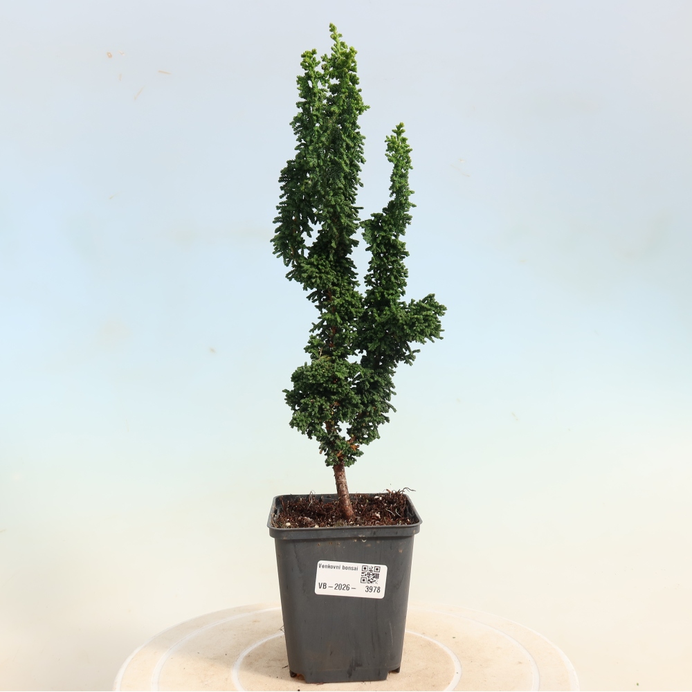 Bonsai zewnętrzne - Cham. obtusa SEKKA HINOKI - Cyprys