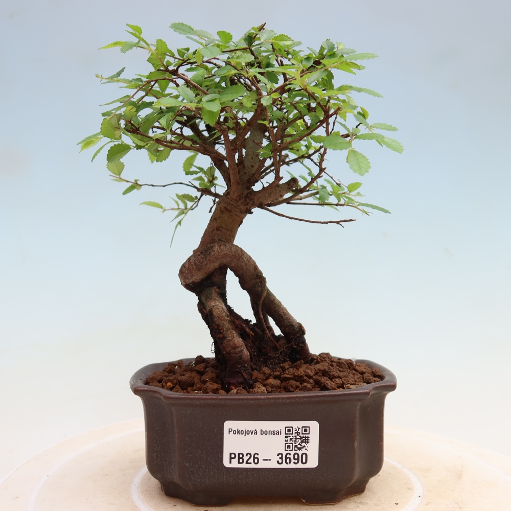 Pokój bonsai - Ulmus parvifolia - Wiąz drobnolistny
