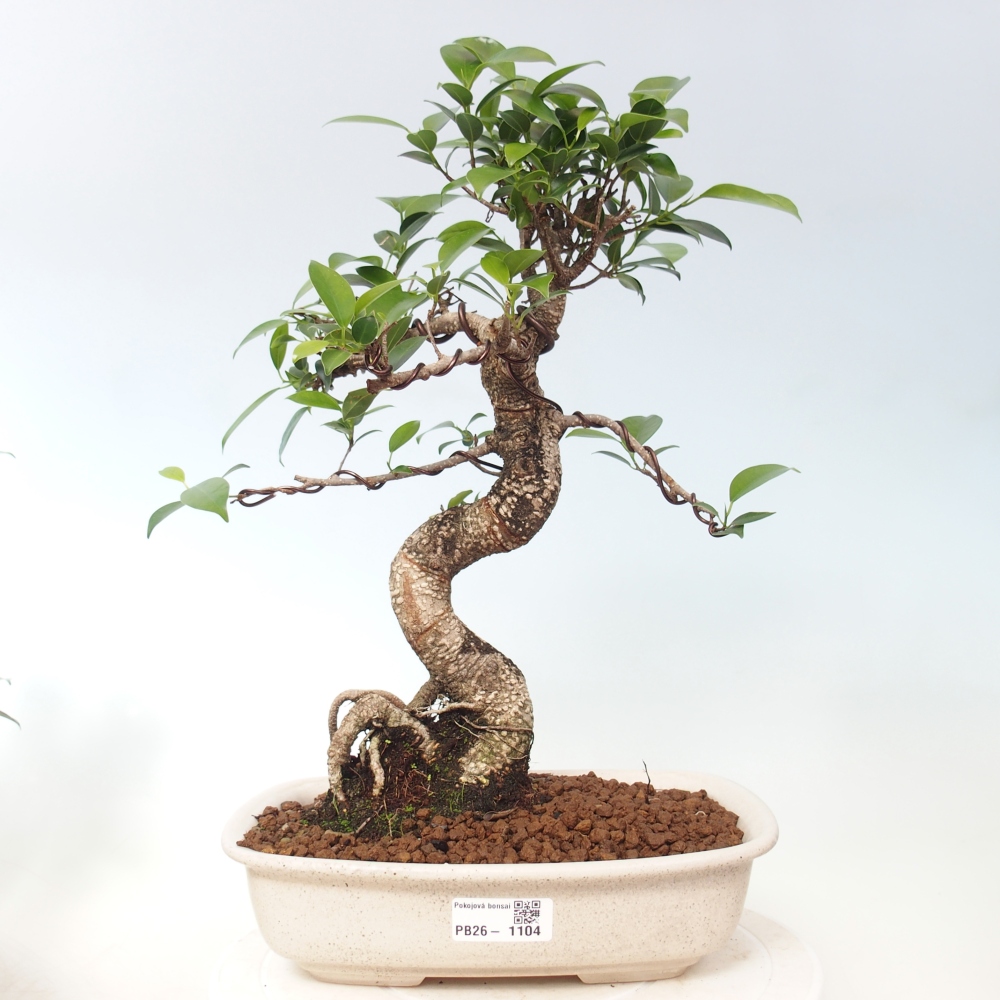 Pokój bonsai - Ficus kimmen - figowiec drobnolistny