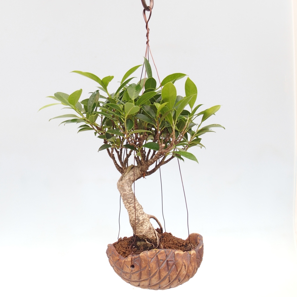 Kokedama w ceramice - figowiec drobnolistny - Ficus kimmen
