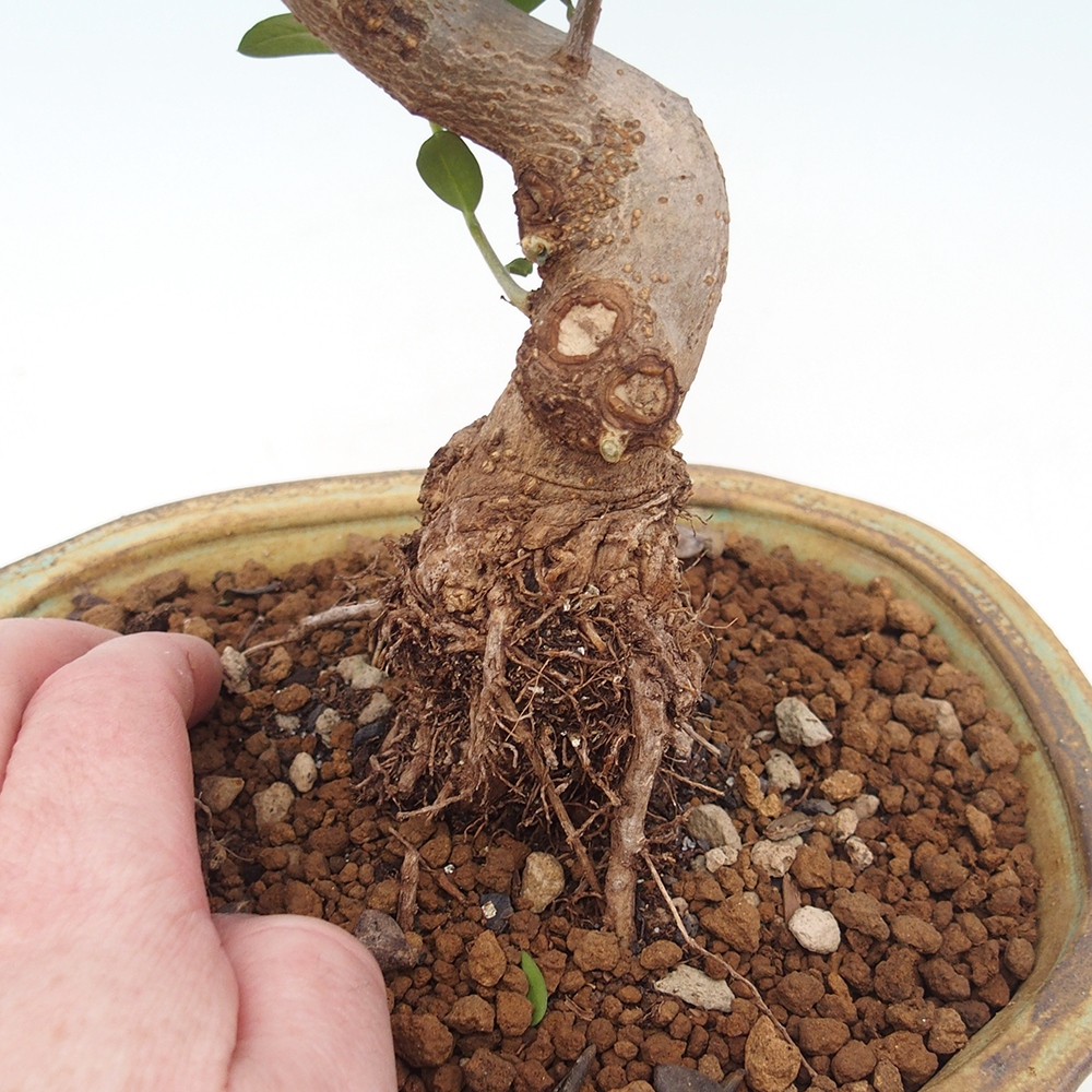 Bonsai do wnętrz - Olea europaea sylvestris